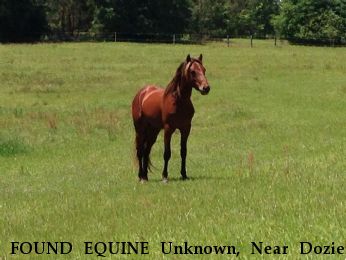 FOUND EQUINE Unknown, Near Dozier, AL, 36028